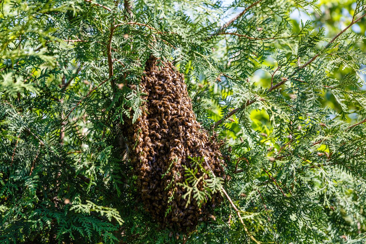 Bienenschwarm